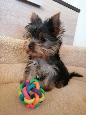 Йоркширски териер Yorkshire Terrier, 3 Months, Vaccinated - Yes - city of Sofia | Dogs - снимка 1
