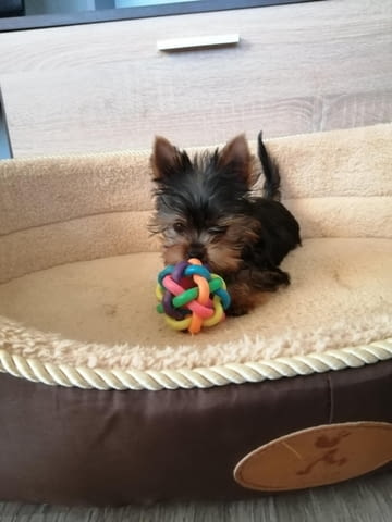 Йоркширски териер Yorkshire Terrier, 3 Months, Vaccinated - Yes - city of Sofia | Dogs - снимка 2