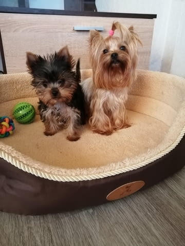 Йоркширски териер Yorkshire Terrier, 3 Months, Vaccinated - Yes - city of Sofia | Dogs - снимка 3