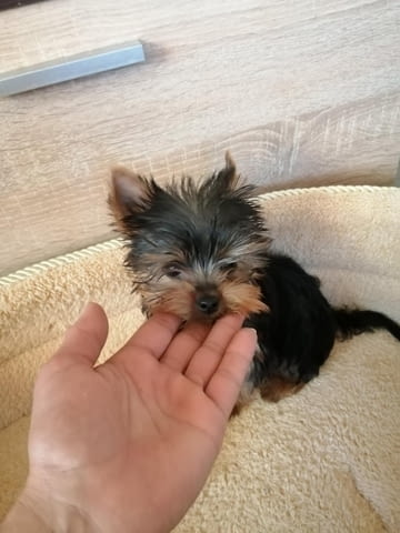 Йоркширски териер Yorkshire Terrier, 3 Months, Vaccinated - Yes - city of Sofia | Dogs - снимка 4