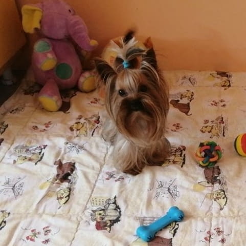 Йоркширски териер Yorkshire Terrier, 3 Months, Vaccinated - Yes - city of Sofia | Dogs - снимка 5