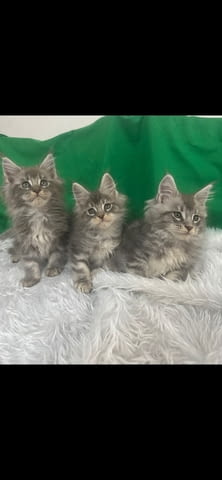 Продавам котета Мейн-куун, 2 месеца, Ваксина - Да - град Петрич | Котки - снимка 1