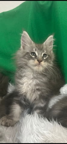 Продавам котета Мейн-куун, 2 месеца, Ваксина - Да - град Петрич | Котки - снимка 2