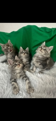 Продавам котета Мейн-куун, 2 месеца, Ваксина - Да - град Петрич | Котки - снимка 3