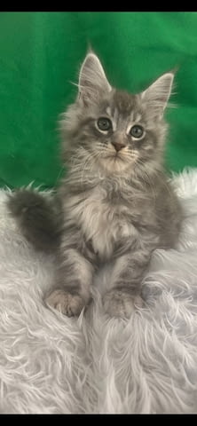 Продавам котета Мейн-куун, 2 месеца, Ваксина - Да - град Петрич | Котки - снимка 5