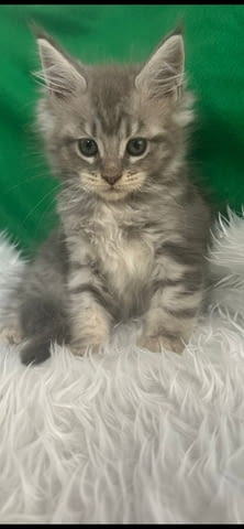 Продавам котета Мейн-куун, 2 месеца, Ваксина - Да - град Петрич | Котки - снимка 6