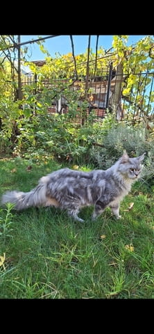 Продавам котета Мейн-куун, 2 месеца, Ваксина - Да - град Петрич | Котки - снимка 7