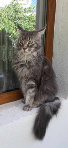 Продавам котета Мейн-куун, 2 месеца, Ваксина - Да - град Петрич | Котки - снимка 8