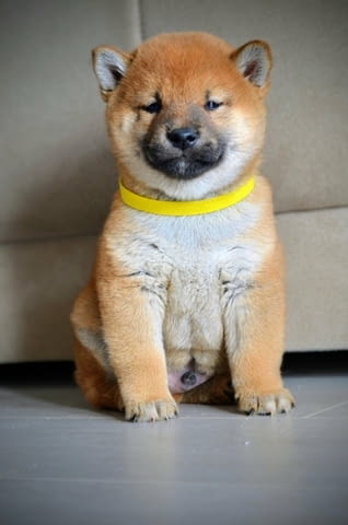 Шиба Ину кученца Shiba Inu, Vaccinated - Yes, Dewormed - Yes - city of Izvun Bulgaria | Dogs - снимка 1