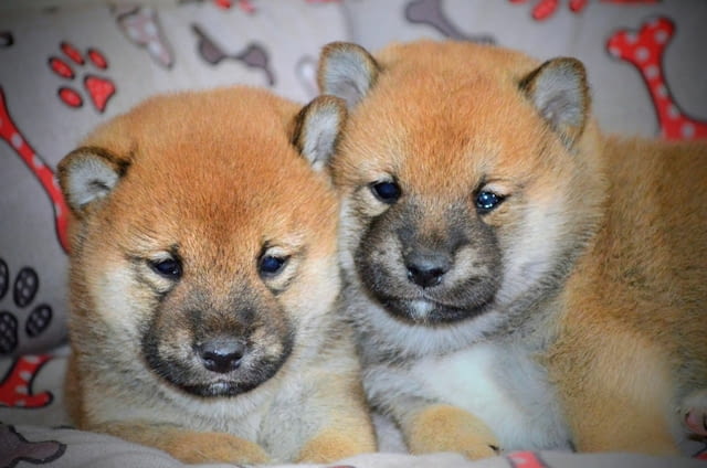 Шиба Ину кученца Shiba Inu, Vaccinated - Yes, Dewormed - Yes - city of Izvun Bulgaria | Dogs - снимка 3
