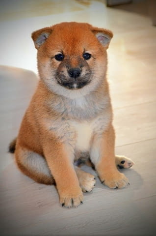 Шиба Ину кученца Shiba Inu, Vaccinated - Yes, Dewormed - Yes - city of Izvun Bulgaria | Dogs - снимка 4
