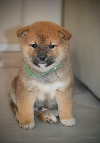 Шиба Ину кученца Shiba Inu, Vaccinated - Yes, Dewormed - Yes - city of Izvun Bulgaria | Dogs - снимка 5