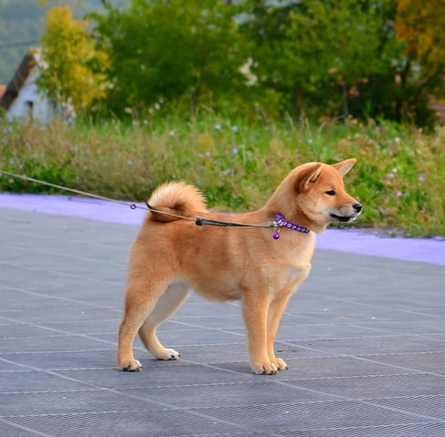 Шиба Ину кученца Shiba Inu, Vaccinated - Yes, Dewormed - Yes - city of Izvun Bulgaria | Dogs - снимка 7