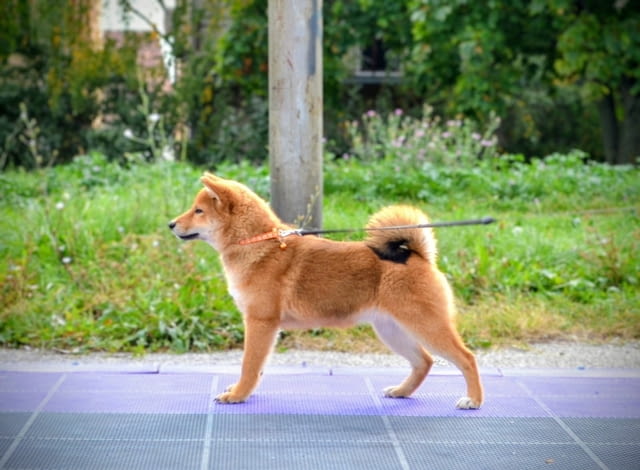 Шиба Ину кученца Shiba Inu, Vaccinated - Yes, Dewormed - Yes - city of Izvun Bulgaria | Dogs - снимка 8