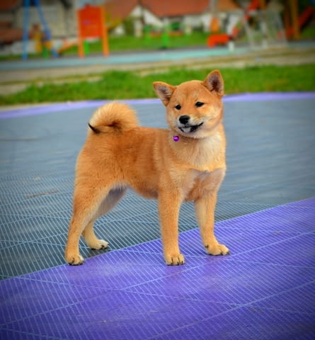 Шиба Ину кученца Shiba Inu, Vaccinated - Yes, Dewormed - Yes - city of Izvun Bulgaria | Dogs - снимка 9