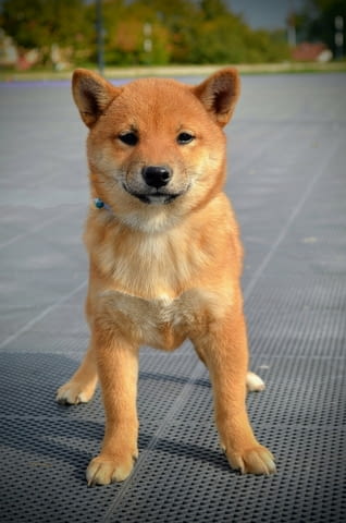 Шиба Ину кученца Shiba Inu, Vaccinated - Yes, Dewormed - Yes - city of Izvun Bulgaria | Dogs - снимка 10