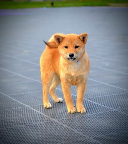 Шиба Ину кученца Shiba Inu, Vaccinated - Yes, Dewormed - Yes - city of Izvun Bulgaria | Dogs - снимка 11