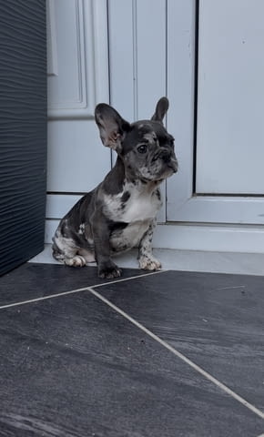 Female French bulldog Френски булдог - град Извън България | Кучета - снимка 1