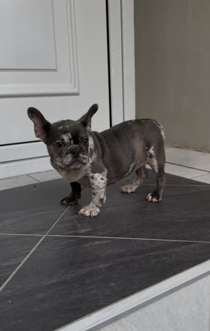 Female French bulldog Френски булдог - град Извън България | Кучета - снимка 2