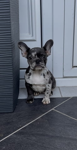 Female French bulldog Френски булдог - град Извън България | Кучета - снимка 3