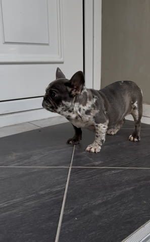Female French bulldog Френски булдог - град Извън България | Кучета - снимка 4
