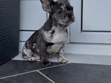 Female French bulldog