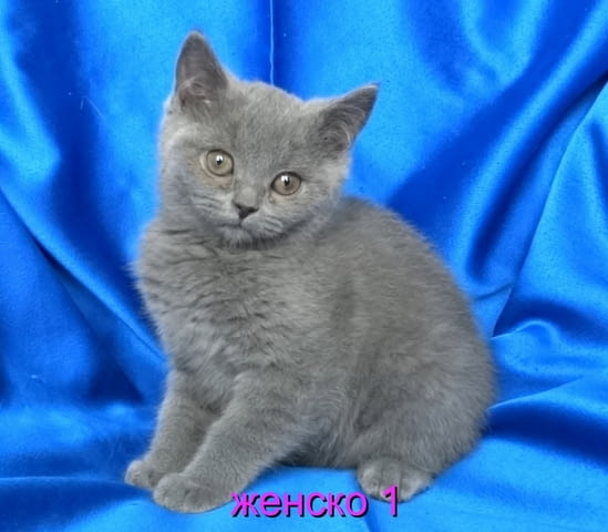 Чистокръвни Британски късокосмести котенца British Shorthair, 2 Months - city of Sofia | Cats - снимка 2