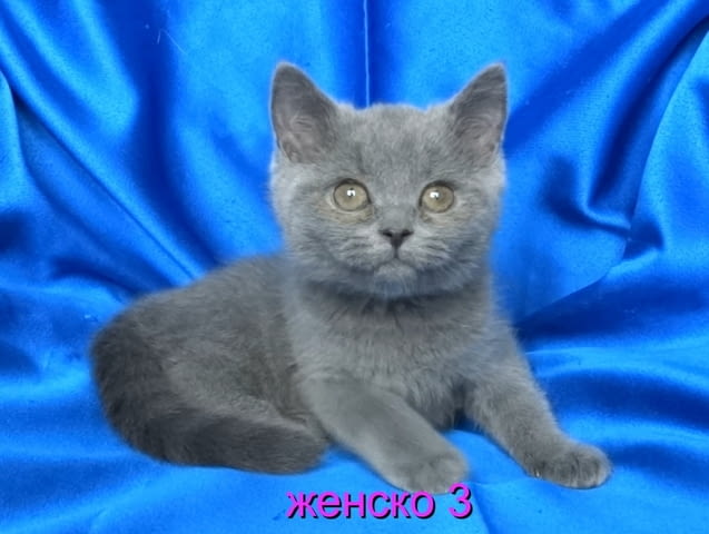 Чистокръвни Британски късокосмести котенца British Shorthair, 2 Months - city of Sofia | Cats - снимка 3