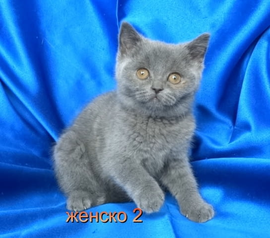 Чистокръвни Британски късокосмести котенца British Shorthair, 2 Months - city of Sofia | Cats - снимка 4