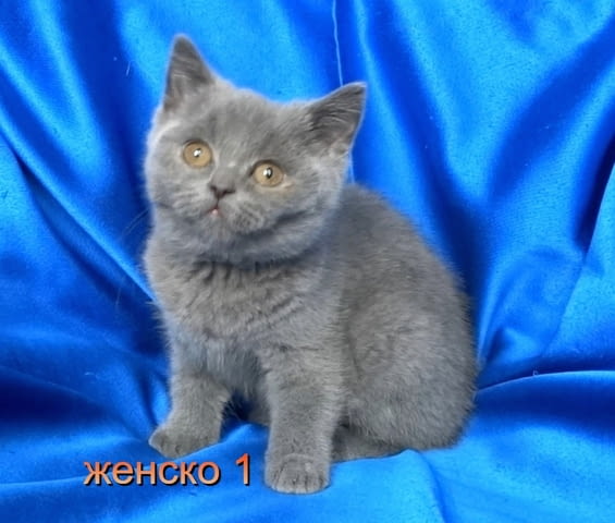 Чистокръвни Британски късокосмести котенца British Shorthair, 2 Months - city of Sofia | Cats - снимка 5