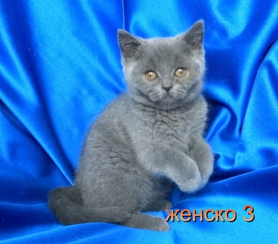 Чистокръвни Британски късокосмести котенца British Shorthair, 2 Months - city of Sofia | Cats - снимка 6