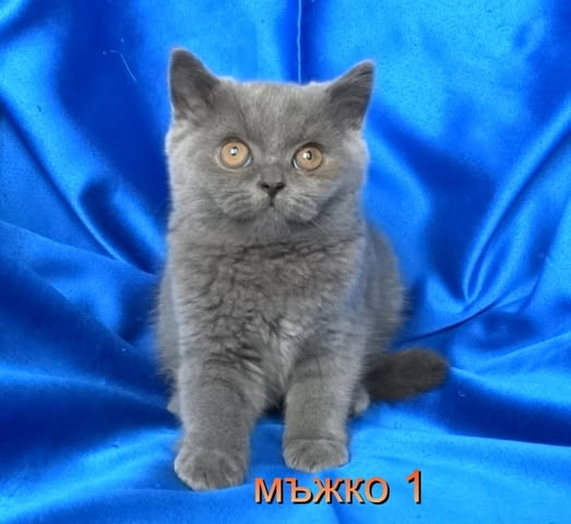 Чистокръвни Британски късокосмести котенца British Shorthair, 2 Months - city of Sofia | Cats - снимка 7