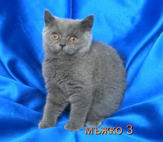 Чистокръвни Британски късокосмести котенца British Shorthair, 2 Months - city of Sofia | Cats - снимка 8