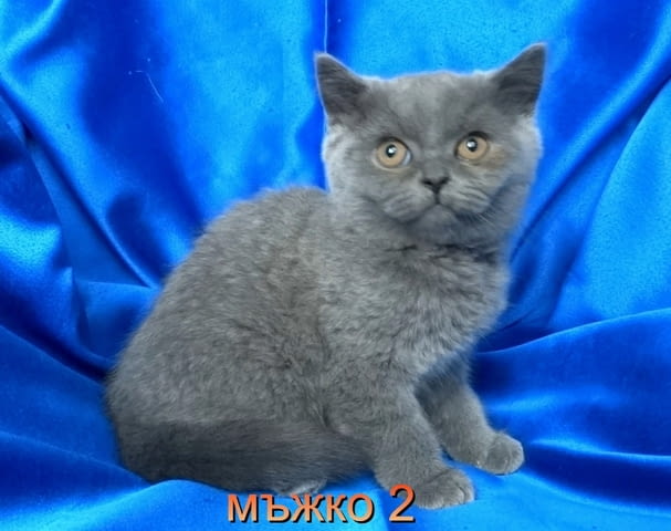 Чистокръвни Британски късокосмести котенца British Shorthair, 2 Months - city of Sofia | Cats - снимка 9