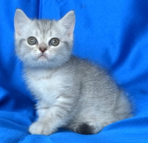 Сребърна чинчила British Shorthair, 2 Months - city of Sofia | Cats - снимка 1