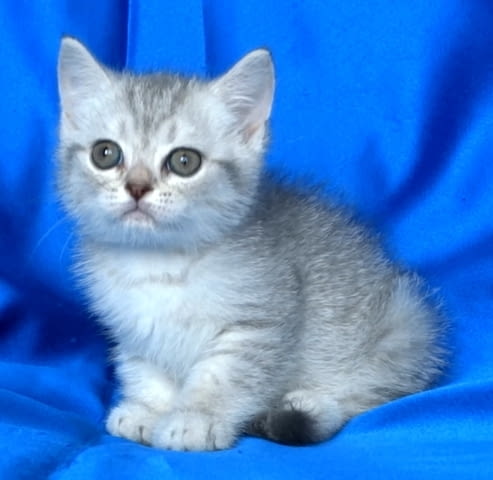 Сребърна чинчила British Shorthair, 2 Months - city of Sofia | Cats - снимка 2