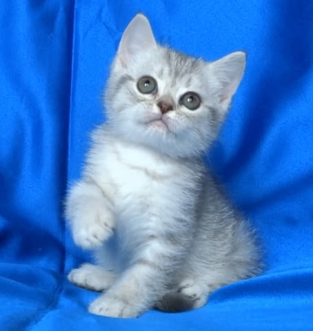 Сребърна чинчила British Shorthair, 2 Months - city of Sofia | Cats - снимка 3