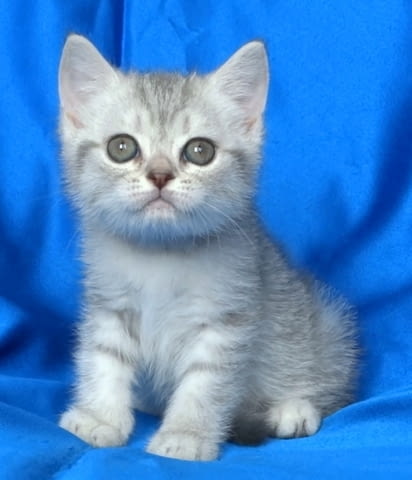 Сребърна чинчила British Shorthair, 2 Months - city of Sofia | Cats - снимка 4
