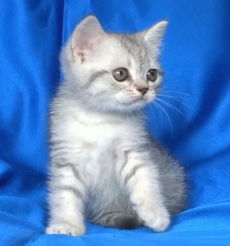 Сребърна чинчила British Shorthair, 2 Months - city of Sofia | Cats - снимка 5