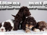 Лагото Романьоло кученца – **FCI регистрирани**, **хипоалергенни**, отглеждани в семейна среда