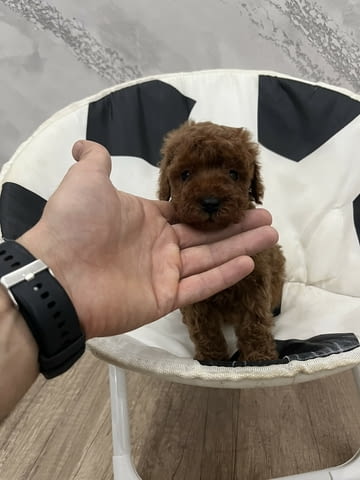 Top quality toy poodle Toy Poodle - city of Izvun Bulgaria | Dogs - снимка 1