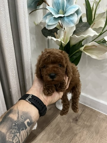 Top quality toy poodle Toy Poodle - city of Izvun Bulgaria | Dogs - снимка 2