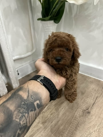 Top quality toy poodle Toy Poodle - city of Izvun Bulgaria | Dogs - снимка 3