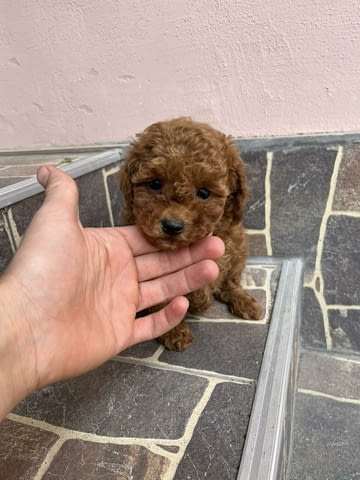 Top quality toy poodle Toy Poodle - city of Izvun Bulgaria | Dogs - снимка 4