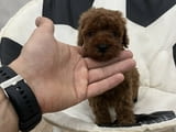 Top quality toy poodle