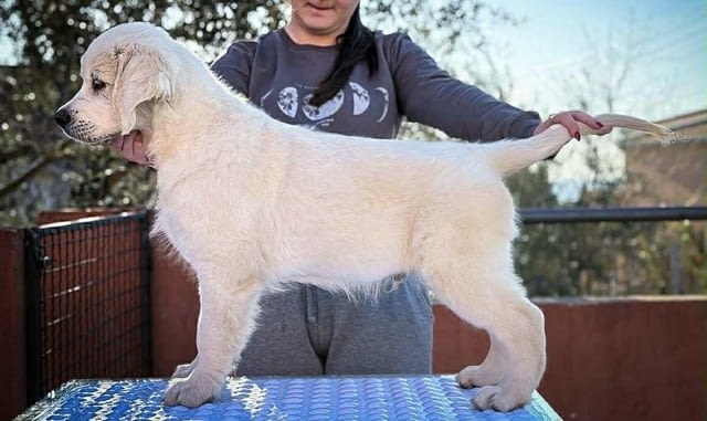 Голдън ретривър ПРЕКРАСНИ кученца Golden Retriever, Vaccinated - Yes, Dewormed - Yes - city of Izvun Bulgaria | Dogs - снимка 2