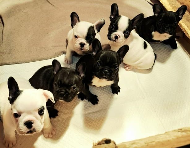 Френски булдог – първокласни кученца French Bulldog, Vaccinated - Yes, Dewormed - Yes - city of Izvun Bulgaria | Dogs - снимка 1