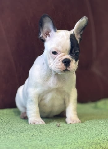 Френски булдог – първокласни кученца French Bulldog, Vaccinated - Yes, Dewormed - Yes - city of Izvun Bulgaria | Dogs - снимка 3