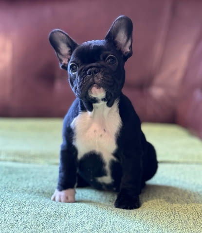 Френски булдог – първокласни кученца French Bulldog, Vaccinated - Yes, Dewormed - Yes - city of Izvun Bulgaria | Dogs - снимка 4