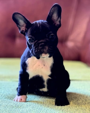 Френски булдог – първокласни кученца French Bulldog, Vaccinated - Yes, Dewormed - Yes - city of Izvun Bulgaria | Dogs - снимка 5